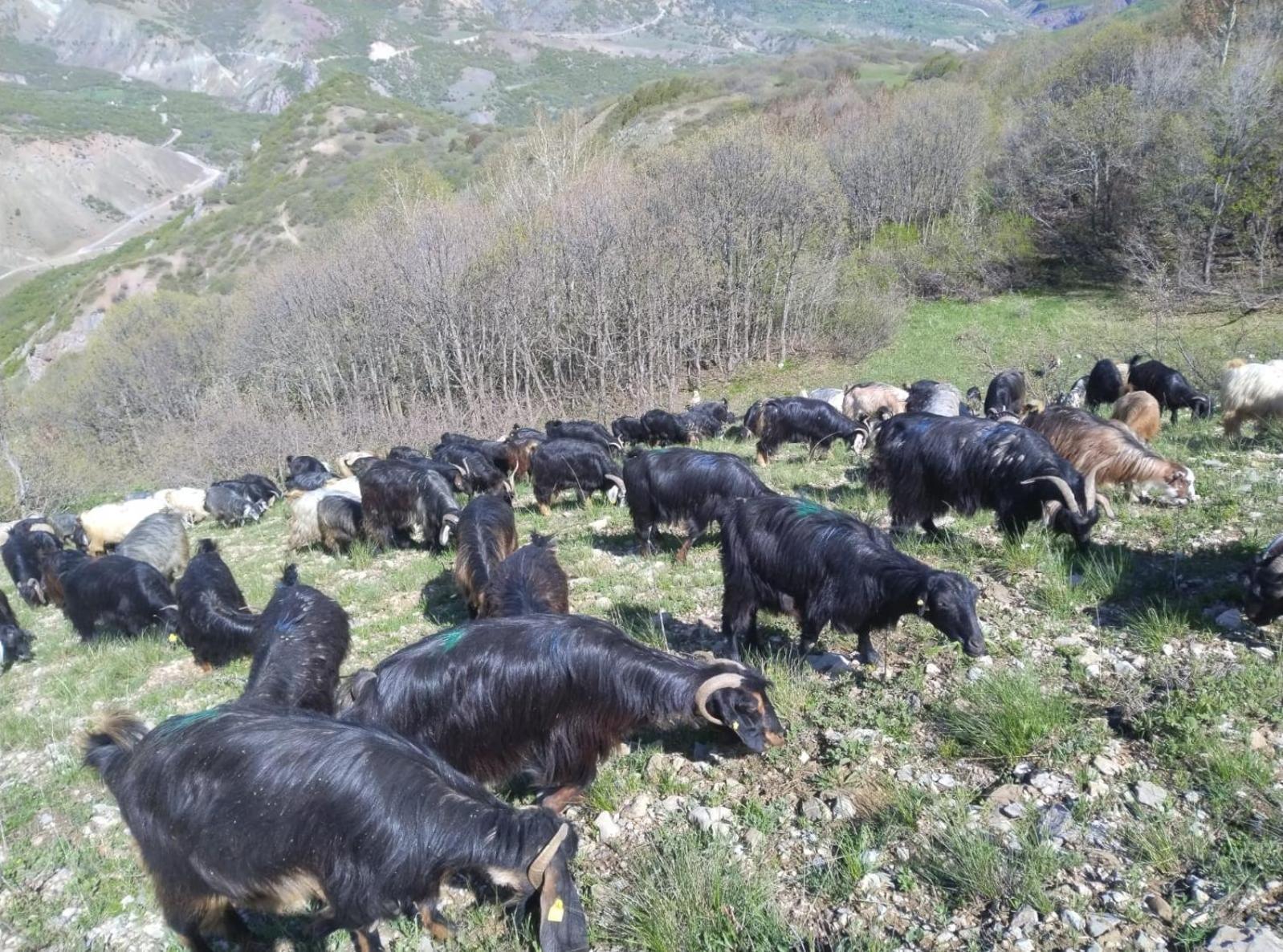 Askireg Hotel Tunceli Eksteriør bilde