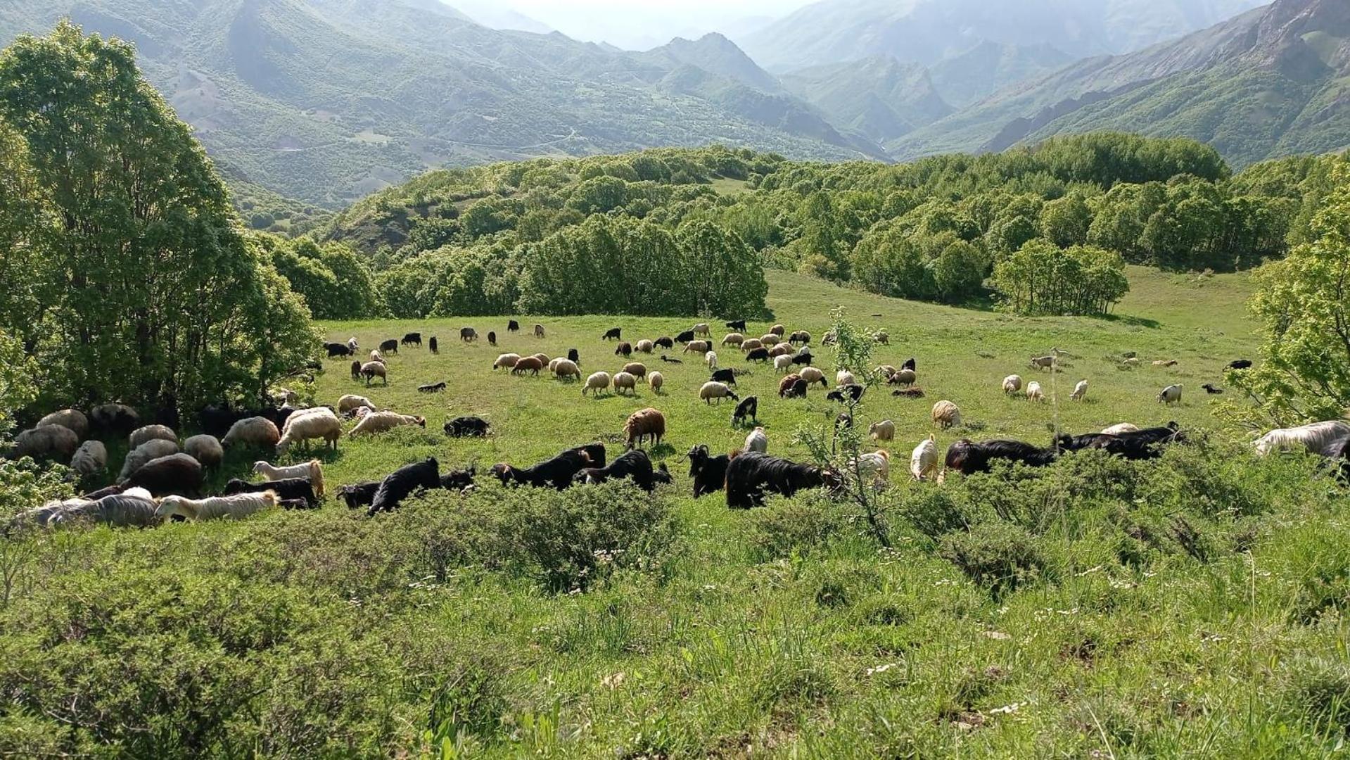 Askireg Hotel Tunceli Eksteriør bilde